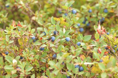 Güneş ışığında yabanmersini, doğal ortamlarında böğürtlen, yakın çekim. Yaban mersinleri yakın plan