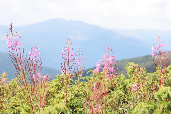 Flores Selvagens Close Contra Uma Bela Paisagem Montanha Borrada Montanhas — Fotografia de Stock