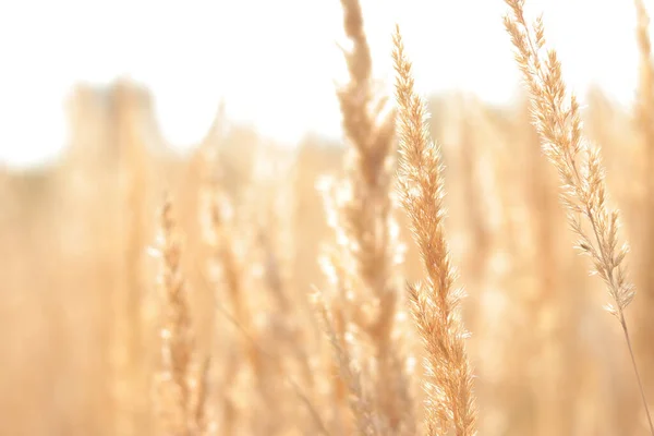 Tüy Reed Çimeni, yaklaşın. Güzel bozkır tarlası. Seçici odaklanma. Doğal arka plan. Güneşli bir yaz gününde altın kuru kökler