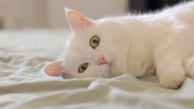 Beyaz kedi yatağa uzanıyor, yakın plan. Evcil kedi, sevimli evcil hayvan konsepti. Kedi bir şey izliyor, özenli bir bakış.