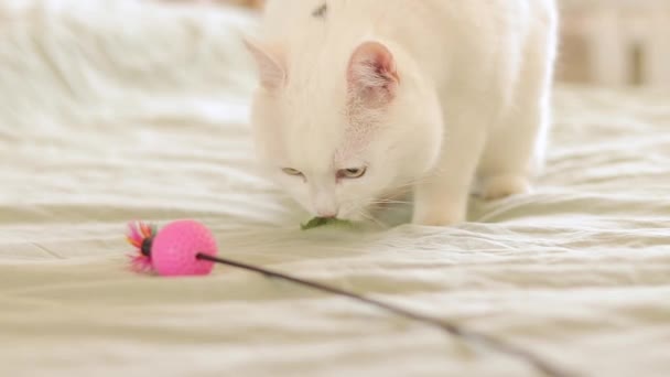 Een Witte Kat Zit Een Bed Ruikt Aan Een Groen — Stockvideo