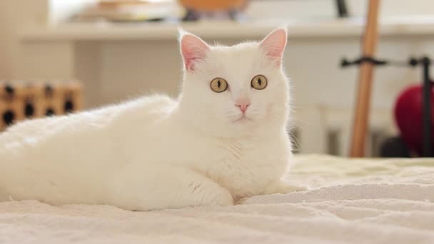 ホワイトネコはベッドの上に横たわり クローズアップ 国内の猫 かわいいペットのコンセプト 猫は何かを見ている 注意深い外観 — ストック動画