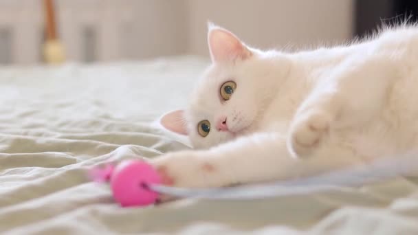 Gato Branco Deitado Cama Close Gato Sonolento Doméstico Conceito Animal — Vídeo de Stock