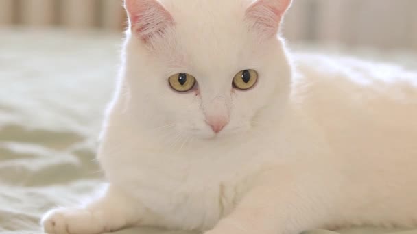 Beyaz Kedi Yatağa Uzanıyor Yakın Plan Evcil Kedi Sevimli Evcil — Stok video