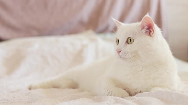 Beyaz Kedi Yatağa Uzanıyor Yakın Plan Evcil Kedi Sevimli Evcil — Stok video