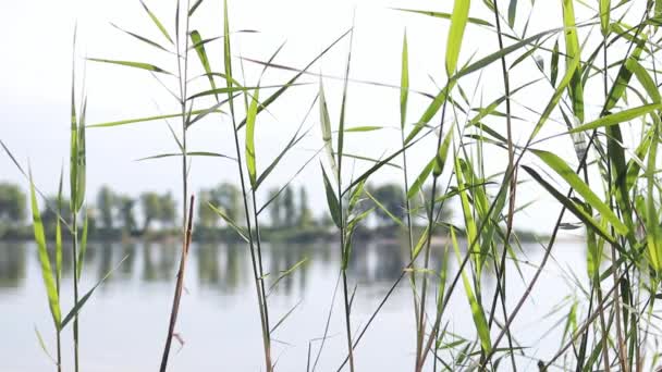 Blick Auf Den Fluss Durch Die Pflanzen Landschaft Gegenüberliegenden Flussufer — Stockvideo