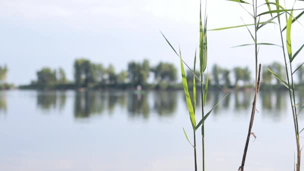 Utsikt Över Floden Genom Växterna Landskap Andra Sidan Floden Dnepr — Stockvideo