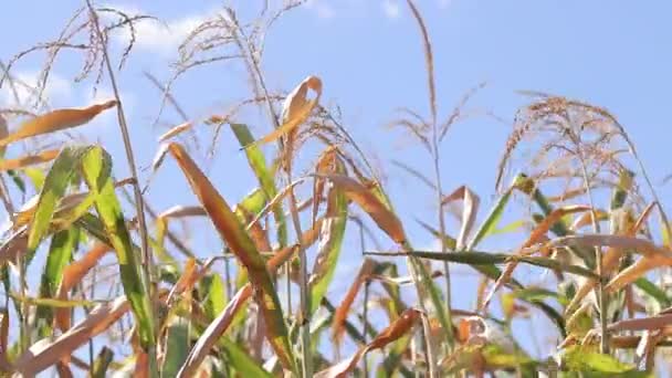 Maisfeld Halme Und Blätter Gegen Den Blauen Himmel Ernten Herbstfeld — Stockvideo