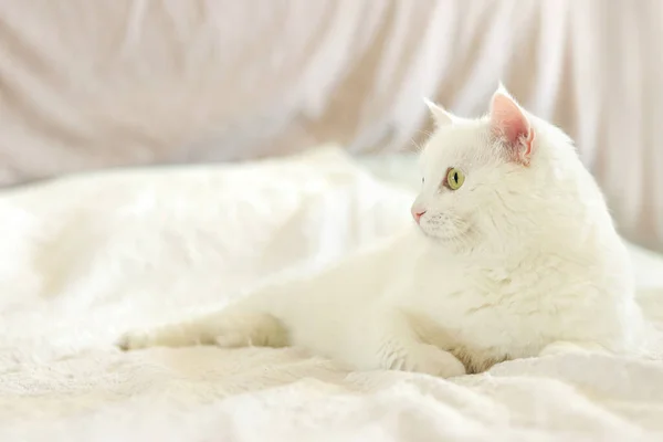 Vit Katt Ligger Sängen Närbild Huskatt Gulligt Husdjurskoncept Katten Tittar — Stockfoto