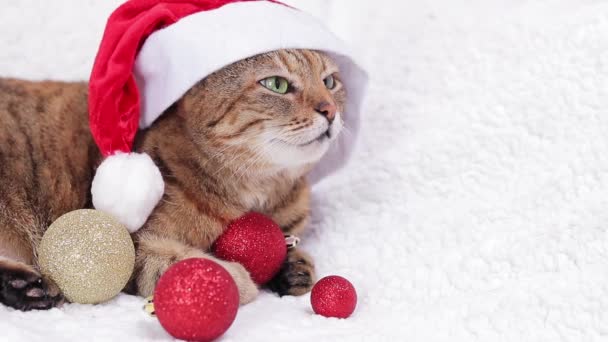 白い平原の上の新年の帽子をかぶった猫 クリスマス猫の肖像画 白いベッドの上のクリスマス赤いサンタの帽子で深刻な口笛を持つ大人の猫 ペットは休日の準備ができています — ストック動画