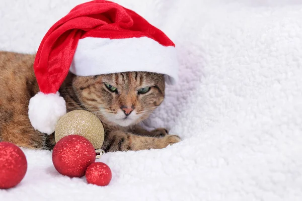 Katze Mit Neujahrsmütze Auf Weißem Karo Porträt Einer Weihnachtskatze Eine — Stockfoto