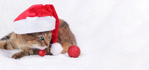 白い平原の上の新年の帽子をかぶった猫 クリスマス猫の肖像画 白いベッドの上のクリスマス赤いサンタの帽子で深刻な口笛を持つ大人の猫 ペットは休日の準備ができています — ストック写真