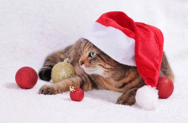 白い平原の上の新年の帽子をかぶった猫 クリスマス猫の肖像画 白いベッドの上のクリスマス赤いサンタの帽子で深刻な口笛を持つ大人の猫 ペットは休日の準備ができています — ストック写真