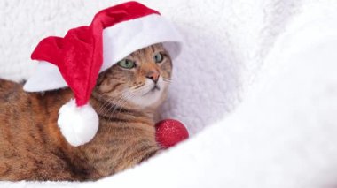 Beyaz ekoseli yeni yıl şapkalı kedi. Bir Noel kedisinin portresi. Beyaz bir yatakta Noel Baba şapkası takmış ciddi bir ağızlık takan yetişkin bir kedi. Evcil hayvan tatil için hazır.