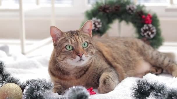 猫与圣诞玩具装饰 有圣诞背景的猫这只宠物已准备好去度假了 白色地毯上的猫和圣诞装饰品 背景上的圣诞花环 — 图库视频影像