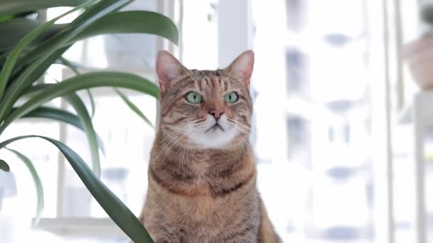 Portrait Domestic Cat Interested Expression Muzzle Cute Pet Cat Background — Stock Video