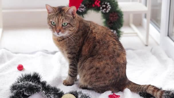 Katt Med Julleksaker För Dekoration Katt Julbakgrund Husdjuret Redo För — Stockvideo