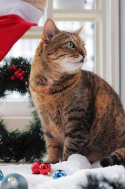 Dekorasyon için Noel oyuncakları olan bir kedi. Noel arkaplanındaki kedi. Evcil hayvan tatil için hazır. Beyaz halıda kedi ve Noel süsleri, arka planda Noel çelengi.