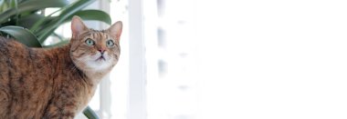 Evcil bir kedinin portresi. Ağızlığı ile ilgili bir ifade. Sevimli hayvan. Pencerenin arkasındaki kedi, ev bitkilerinin yanında.