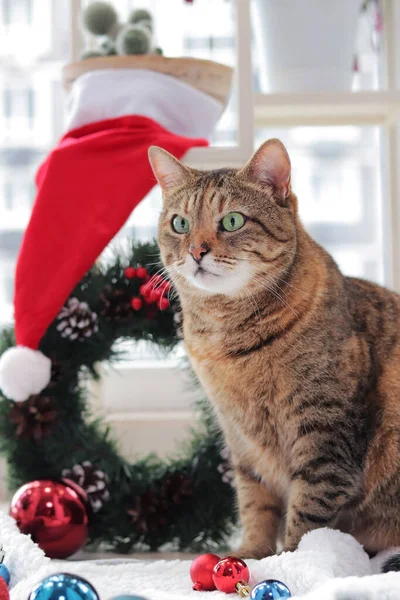 Katze Mit Weihnachtsspielzeug Zur Dekoration Katze Vor Weihnachtlichem Hintergrund Das — Stockfoto