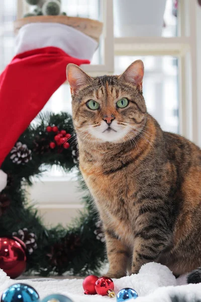 Porträt Einer Weihnachtskatze Eine Erwachsene Katze Mit Ernstem Maulkorb Adventskranz — Stockfoto