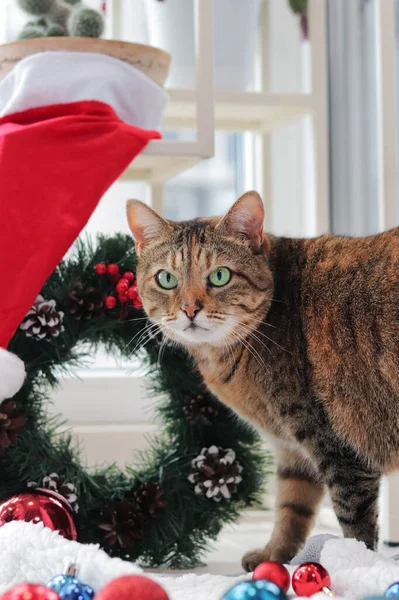 Dekorasyon için Noel oyuncakları olan bir kedi. Noel arkaplanındaki kedi. Evcil hayvan tatil için hazır. Beyaz halıda kedi ve Noel süsleri, arka planda Noel çelengi.