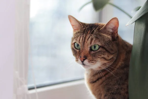 Porträt Einer Hauskatze Mit Interessiertem Gesichtsausdruck Nettes Haustier Katze Auf — Stockfoto
