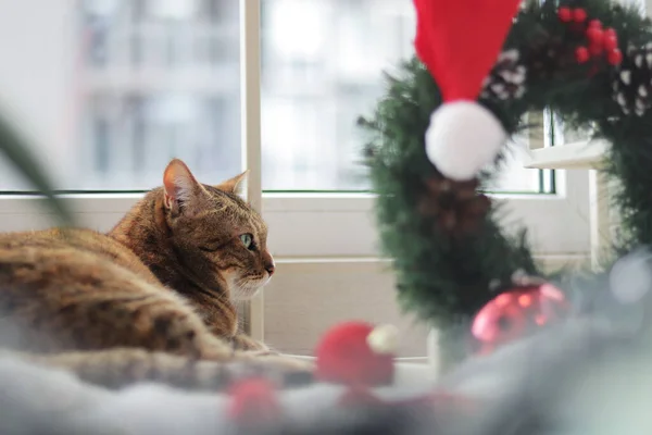 クリスマスの雰囲気の中で猫 猫は窓の近くにあり 前景にはクリスマスリースとサンタクロースの帽子があります — ストック写真