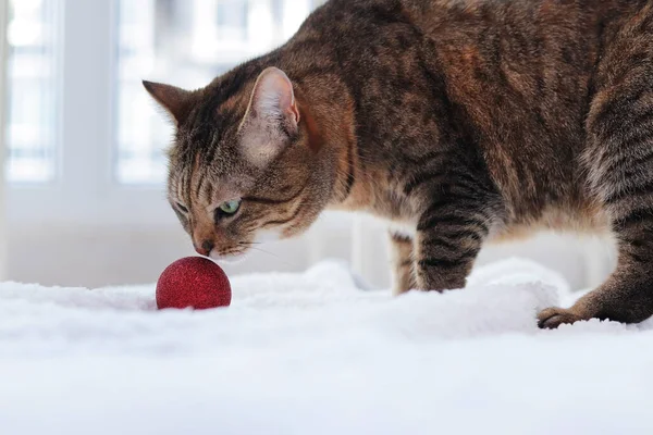 Cat Sniffs Red Christmas Tree Ball Close Cat Face Studying — Stock Photo, Image