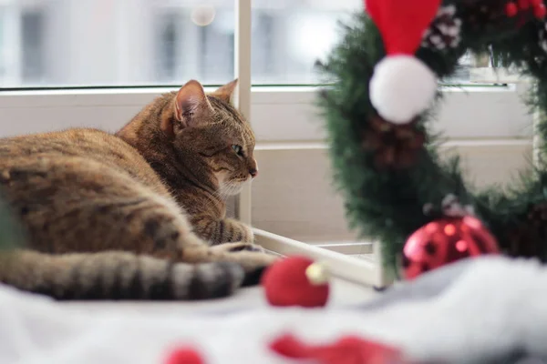 Katze Weihnachtsstimmung Die Katze Liegt Fenster Vordergrund Ein Verschwommener Weihnachtskranz — Stockfoto