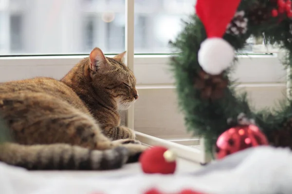 Kot Świątecznej Atmosferze Kot Leży Pobliżu Okna Pierwszym Planie Rozmyty — Zdjęcie stockowe