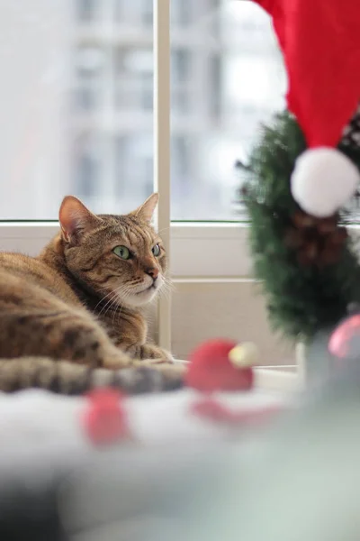 クリスマスの雰囲気の中で猫 猫は窓の近くにあり 前景にはクリスマスリースとサンタクロースの帽子があります — ストック写真