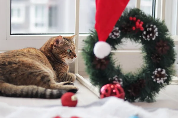 Katze Weihnachtsstimmung Die Katze Liegt Fenster Vordergrund Ein Verschwommener Weihnachtskranz — Stockfoto