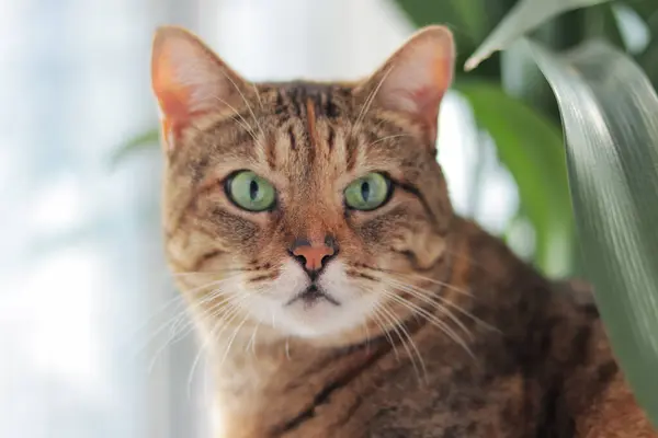Evcil Bir Kedinin Portresi Ağızlığı Ile Ilgili Bir Ifade Sevimli — Stok fotoğraf