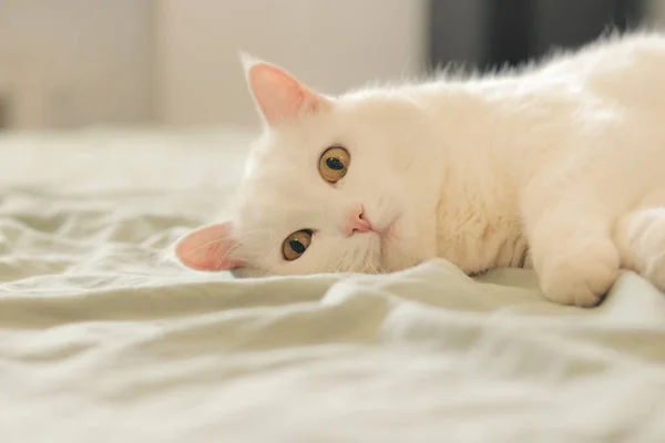 Vit Katt Ligger Sängen Närbild Huskatt Gulligt Husdjurskoncept Katten Tittar — Stockfoto