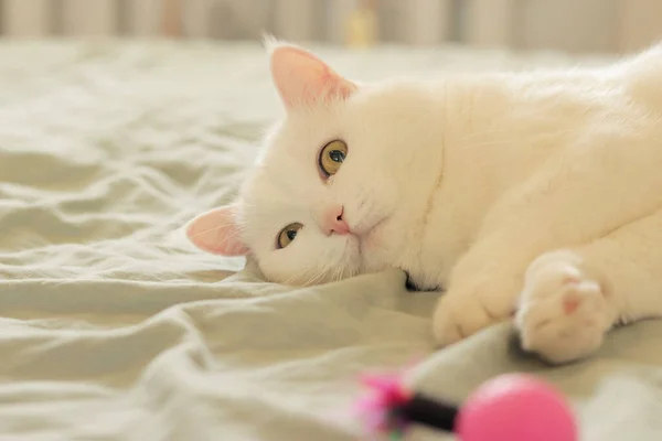 Gato Blanco Yace Cama Cerca Gato Doméstico Soñoliento Lindo Concepto — Foto de Stock