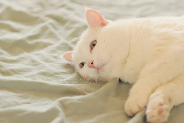Gato Blanco Yace Cama Cerca Gato Doméstico Lindo Concepto Mascota —  Fotos de Stock