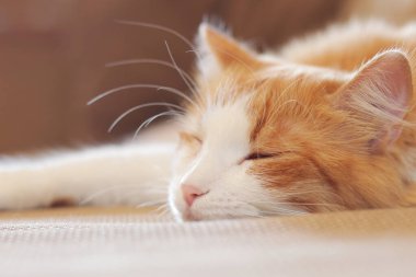 Beyaz-kırmızı bir kedi kanepede tatlı tatlı uyur. Uyuyan bir kedinin yüzüne yakın çekim. Sağlıklı uyku kavramı, evde rahat bir atmosfer.