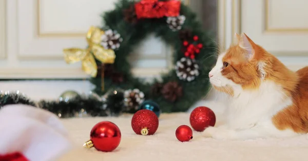 Красивая Рыжая Кошка Среди Рождественского Декора Кот Новогоднем Интерьере Уютная — стоковое фото