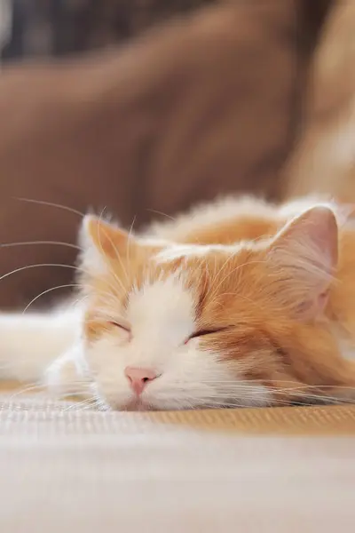 Vit Röd Katt Sover Sött Soffan Närbild Sovande Katts Ansikte — Stockfoto