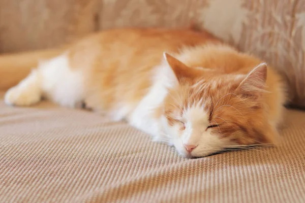 A white-red cat sleeps sweetly on the sofa. Close-up of a sleeping cat\'s face. The concept of healthy sleep, a cozy atmosphere in the house