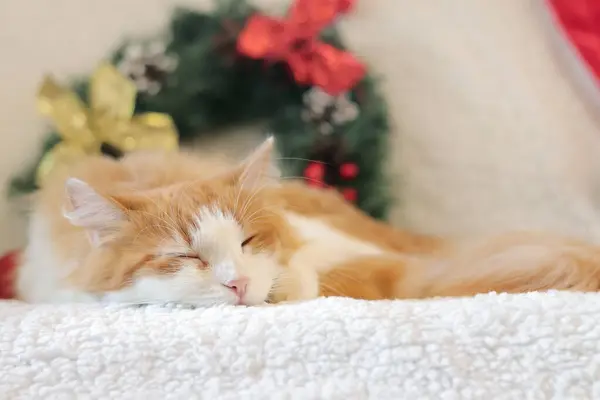 Білий Червоний Кіт Солодко Спить Дивані Серед Різдвяного Декору Крупним — стокове фото