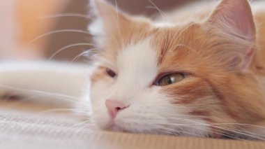 Beyaz-kırmızı bir kedi kanepede tatlı tatlı uyur. Uyuyan bir kedinin yüzüne yakın çekim. Sağlıklı uyku kavramı, evde rahat bir atmosfer.