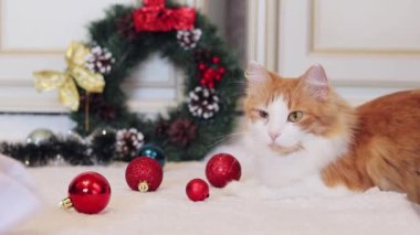 Noel dekorunun içindeki güzel kızıl kedi. Yeni yıl arifesinde kedi. Sıcak, sade bir ortam ve bir evcil hayvan. Halıda Noel topları