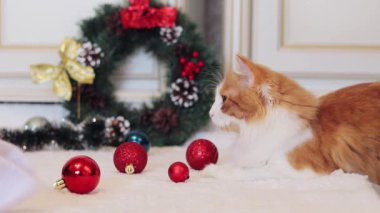 Noel dekorunun içindeki güzel kızıl kedi. Yeni yıl arifesinde kedi. Sıcak, sade bir ortam ve bir evcil hayvan. Halıda Noel topları