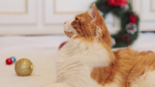 Schöne Ingwerkatze Weihnachtsdekor Katze Neujahrsinterieur Gemütliche Heimelige Festatmosphäre Und Ein — Stockvideo