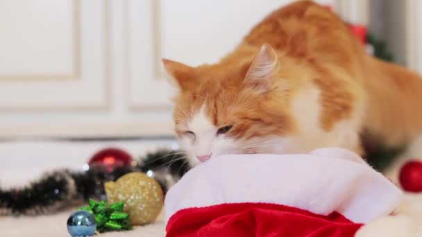 Rödhårig Katt Sniffar Tomtens Hatt Mysig Hemtrevlig Festlig Atmosfär Och — Stockvideo