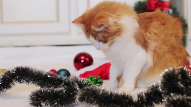 Rudy Kot Bawi Się Świątecznymi Dekoracjami Przytulny Domową Atmosferę Świąteczną — Wideo stockowe