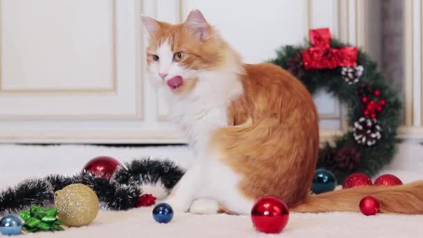 Rudy Kot Liże Jej Futro Wśród Świątecznego Wystroju Kot Noworocznym — Wideo stockowe