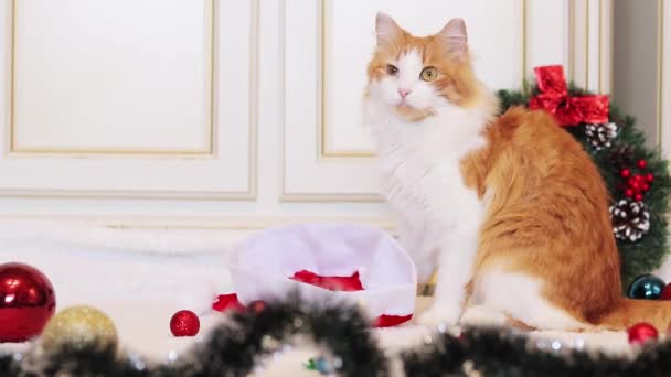 クリスマスの装飾の間に美しいジンジャー猫 新年のインテリアで猫 居心地の良いお祭りの雰囲気とペット カーペットのクリスマスの装飾 — ストック動画